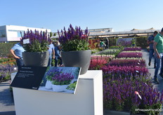 Salvia nemorosa Marvel. Nemorosa is de vaste plant salvia, beschikaar in 2 series; Sensation en Marvel. In Marvel is introductie dit jaar Dark Blue. Wat de Marvels uniek maakt zijn de grote bloemen. Dark Blue is een nieuwe kleur.